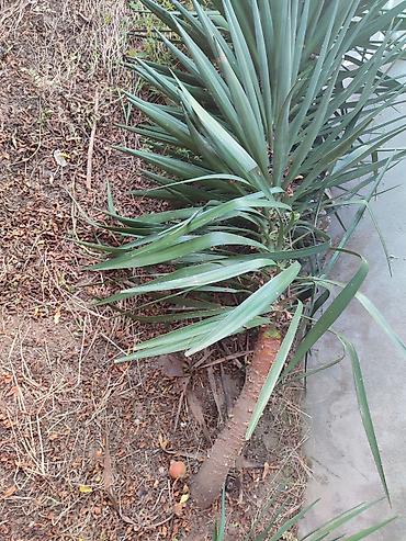 toptan gul satisi bakida: Yucca (Yukka) dekorativ kollar – bağ və həyət üçün - Növ: Yucca — 5