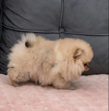 Psi: U ponudi dva steneta Pomeranca starosti 2 meseca.  Muzjak i zenka — 9