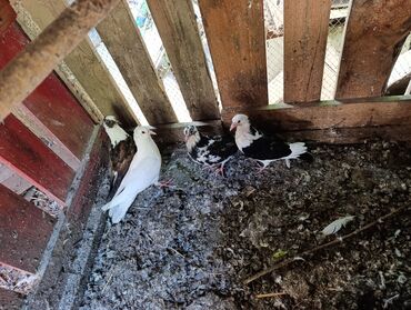 simmental ineklerin satisi: 4 baladi 4 birden satilir 4 aznden unvan 28 may metrosu yaxinligi