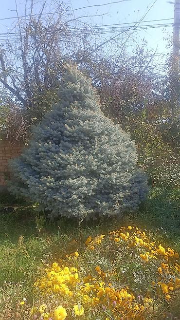 Семена и саженцы: Ель голубая 3,5 метр (Picea pungens ‘Glauca’), взрослая декоративная — 1