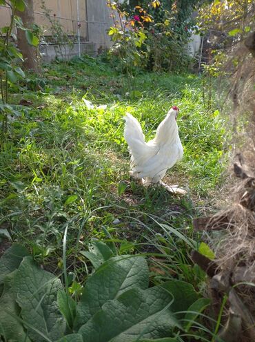 Akvarium aksessuar və ləvazimatları: Bir qarşıdan balacadır boyu.Qiymət 40 manat