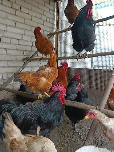 Птицы: Продаю — 15