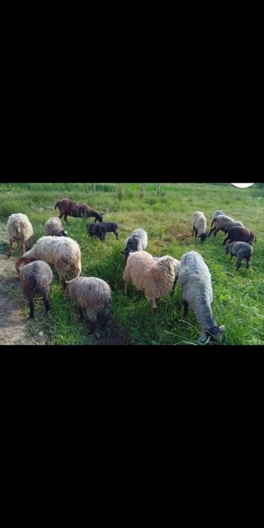 эчки улак сатам: Сатам | Ургаачы кой (ургаачы), Козу, Кочкор (эркек) | Романовская