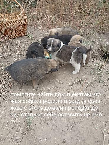 Отдам даром собаку: Собака даром: Дворняжка, 1 месяц, Самка — 1
