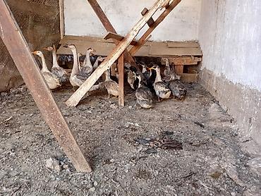 Продам с/х животных: Молодняк водоплавающей птицы. - Вид: утята и гусята смешанных пород — 2