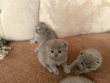 Pişiklər: Britan yastı qulaq, Dişi, Erkək, Yaxşı əllərə, Ödənişli çatdırılma, Ünvandan götürmə — 12