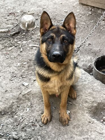 акустические системы oneder колонка в виде собак: Немис овчаркасы, 1 жаш, Эркек, Эмделген