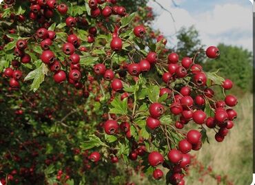 сердцевина цена: Продаю боярышники цена договорная