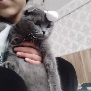 койлор сатылат: Скотиш Фолд (Шотландиялык шалпаң кулак), 8 айлык, Ургаачы, Боз, Аргын, Эмделген, Лотокко барууга үйрөтүлгөн