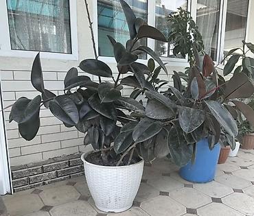 гдз прописи 1 класс: Фикус эластика (Ficus elastica, каучуконосный) в большом кашпо - — 1