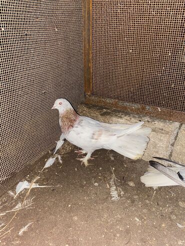 Göyərçinlər: Salam hoptum 6 baldan tek tek heresinin oz qiymeti var icinde 19 — 9