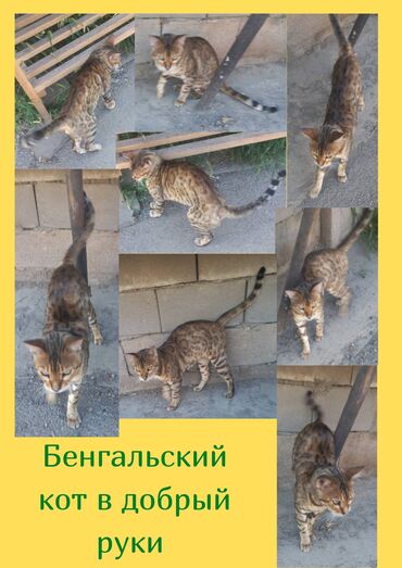 леопардовая кошка цена: Кошка даром: Бенгальская, 3 года, Мальчик, Кастрирована, Приучена к лотку, Проглистована