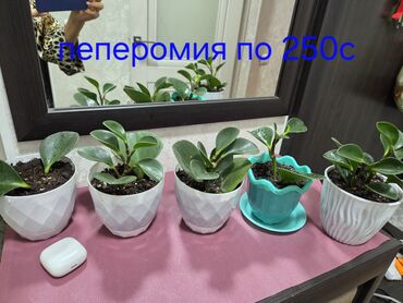 сурот тартуу жаныбарлар: Пеперомия,сансевиерия, также известная как «тещин язык» или «змеиное