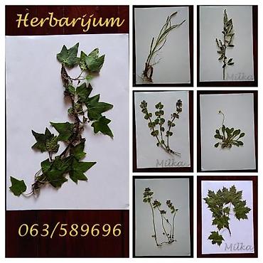 Ostali kućni dekor: Herbarijumi-NOVO Ispresovane nove nekorištene determinisane biljke za — 3
