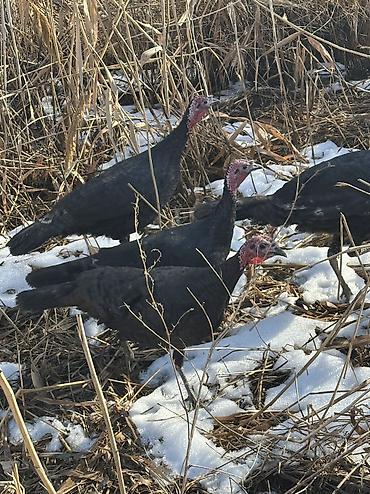 Индюки: Продаю | Индюшка (самка), Индюк (самец), Индюшата | Черный принц, Северокавказская | На забой, Для разведения | Племенные — 4