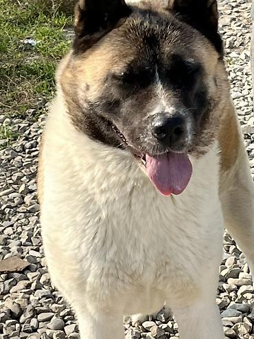 balaca it cinsləri: Akita-inu, 4 il, Dişi, Sənədli — 6