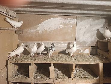 feniks quşu: 7 dene qusdu biri 5 manatdan qusdar göz qabaqinda unvan ayraport teref — 1