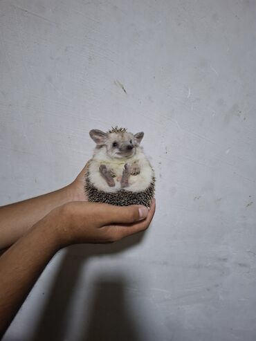 Gəmiricilər: Afrika cırtdan kirpisi (hedgehog) - Növ: Afrika cırtdanı (pet kimi — 11