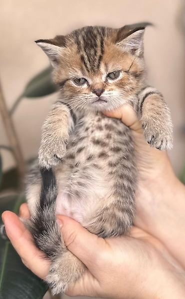 Pişiklər: Britan — 4