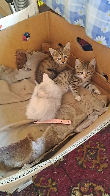 котята отдам в хорошие руки: Котёнок полосатый (табби) - Окрас: коричнево-серый тигровый табби с — 8