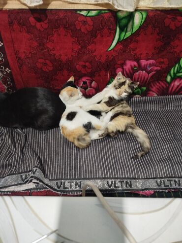 Отдам даром кошку: Котята трёхцветной окраски - Домашние котята с ярким черепаховым и — 10