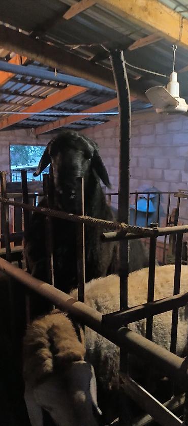 Продам с/х животных: Продаю | Баран (самец) | Для разведения | Племенные — 2