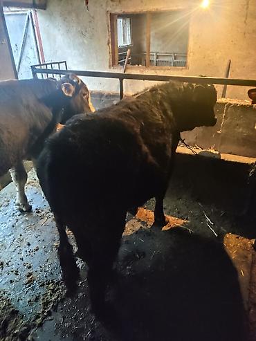 Коровы, быки: Продаю | Бык (самец) | На откорм | Привязанные — 10