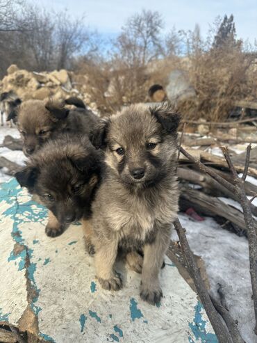 щенки сиба ину: Собака даром: 2 месяца, Самец, С родословной