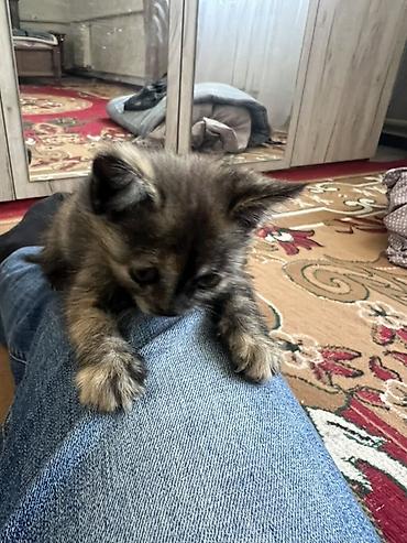 сухопутную черепаху: ОТДАМ КОТЕНКА В ХОРОШИЕ РУКИ!! Котёнок трёхцветной (черепаховой) — 4