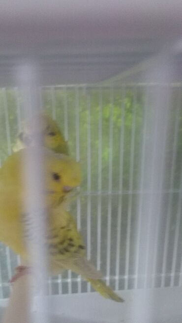 Tutuquşları: Tutuquşları — 9