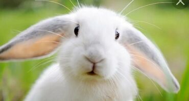 комбикорм для кроликов: Сатып алам | Бакма коёндор | Өзү алып кетүү