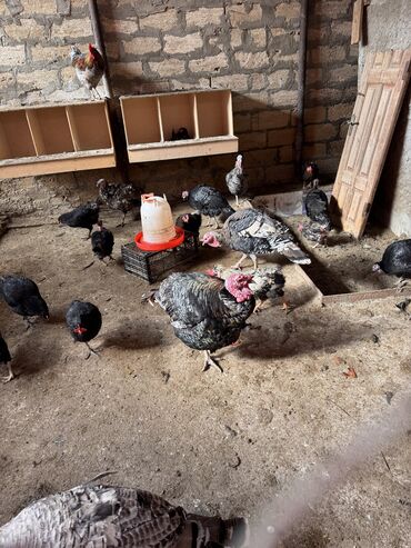 Inəklər, öküzlər: Şəkildə gördüyünüz hinduşkaların mayalı yumurtası satılır.Təzə