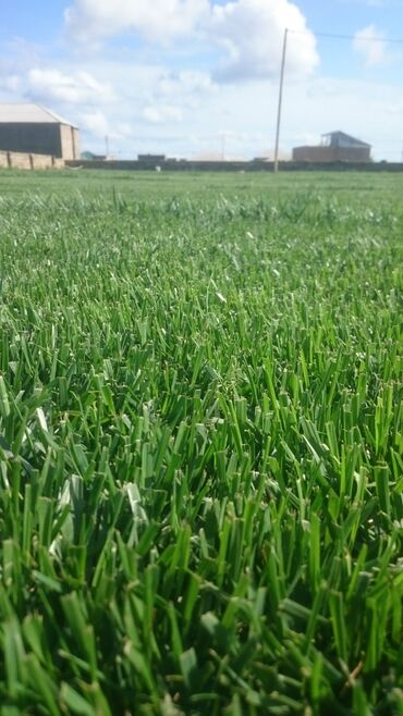 qizil gul kollari satisi: Qazon satılır eni yarpaq