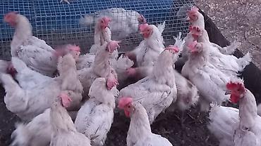 цеплята несушки: Продаю | Куры | Леггорн | Несушки — 1