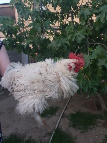 Toyuqlar: Toyuq, Yumurtalıq, Ünvandan götürmə — 8