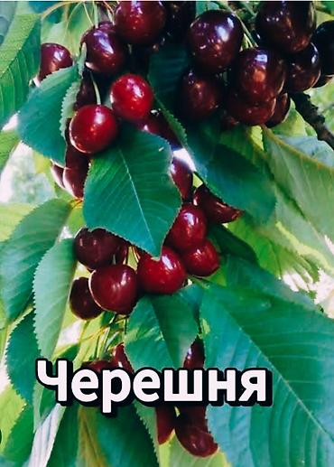 Черешня: Черешня Оптом — 7