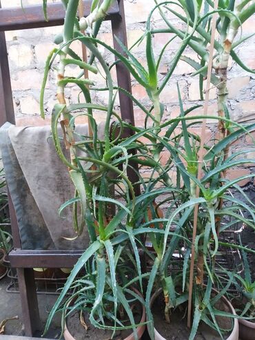 прожектор кобра 100 вт цена бишкек: Алоэ (Aloe vera/алое древовидное) в горшках. Описание: - Крупные