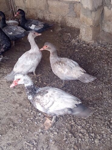 Ördəklər: Salam yerli və cins ördəklər satılır 20-70 manat arası ünvan Gəncə - — 6