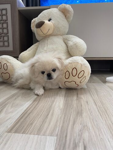 Gəmiricilər: Pekines, 2 ay, Dişi, Ödənişli çatdırılma