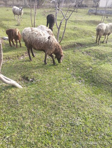 Бараны, овцы: Продаю | Баран (самец) | Арашан | Матка