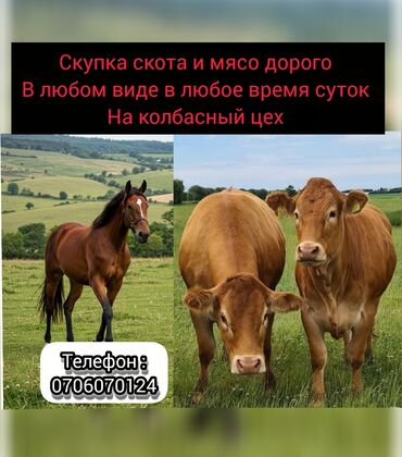 японская порода собак акита: Куплю | Коровы, быки, Лошади, кони, Другие с/х животные | Круглосуточно, Любое состояние, Забитый