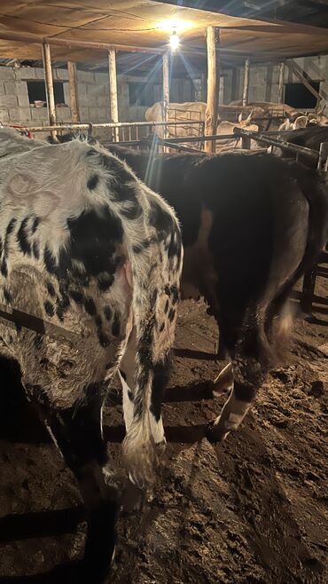 Коровы, быки: Семиз кунаажындар сатылат 1.5 жаштан ойдо 9 баш