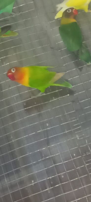 Tutuquşları: Məhsul: Agapornis (sevgi tutuquşuları) – müxtəlif rəng mutasiyaları — 7