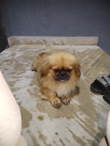 itlər pekines: Pekines, 5 ay, Erkek