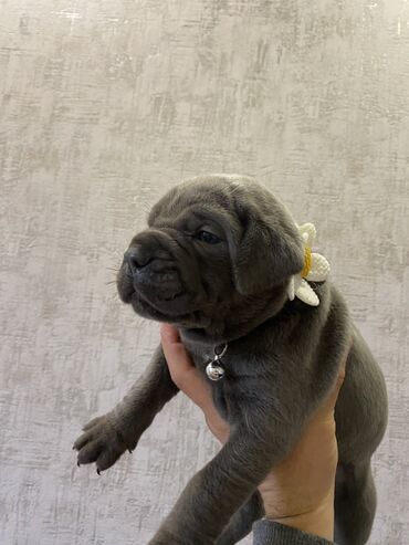 İtlər: Kane-Korso, 2 ay, Erkek, Sənədli, Pulsuz çatdırılma, Ödənişli çatdırılma — 15