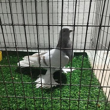 Другие с/х животные: Породистые декоративные голуби. Описание: - Порода — 21