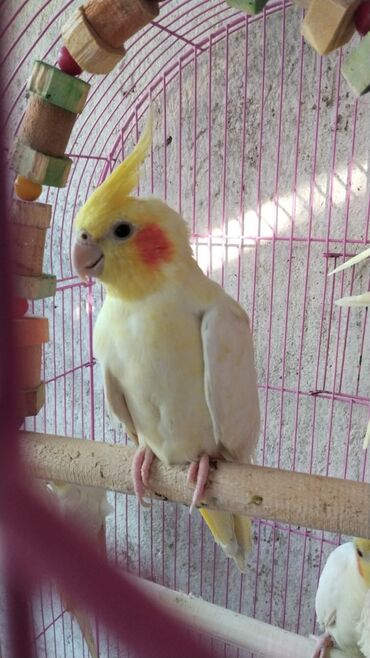 Tutuquşları: Bozlar 35 azn Sarilar 40 Azn Əl quşlari 60-70 Azn 100 Azn tam rucnoy — 13