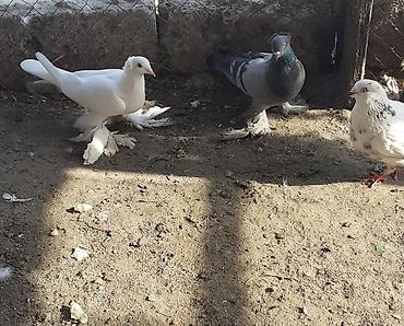 göyərçin satışı: Iri lelekli kekilli quslar satilir hamisi ebresden — 6