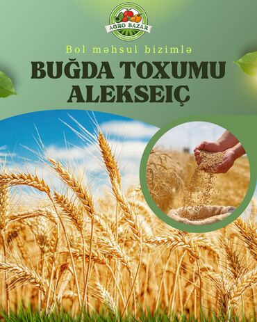 1 kq bugda qiymeti: Alekseiç - Elit buğda toxumu Rusiya mənşəli yüksək keyfiyyətli buğda