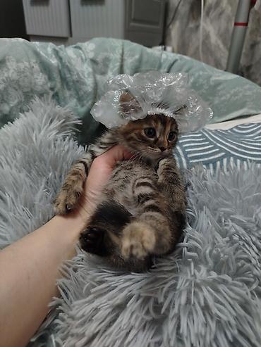 Отдам даром кошку: Кошка даром: Беспородная, Мальчик — 7